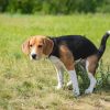 🐶 Suscripción y Recolecciones Semanales – Residuos mascotas 2026